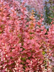 Berberis