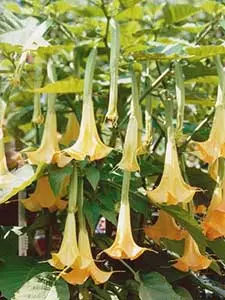 Brugmansia - Engelentrompet