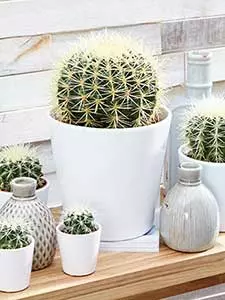 Cactussen