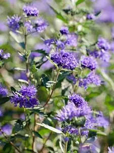 Caryopteris