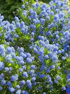 Ceanothus