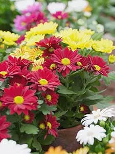 Chrysanten
