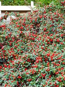 Cotoneaster - Dwergmispel