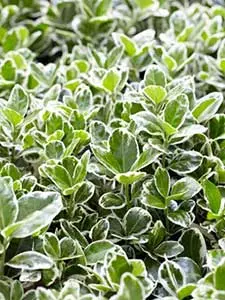 Euonymus - Kardinaalmuts