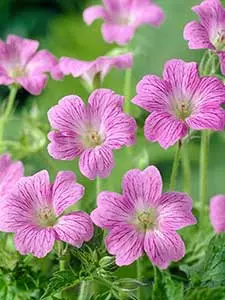 Geranium - Ooievaarsbek