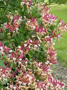 Lonicera - Kamperfoelie