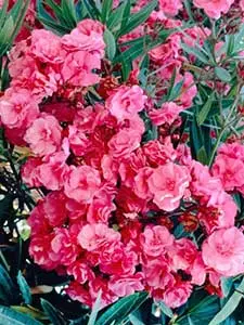 Oleander
