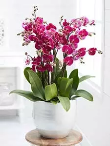 Orchidee