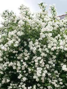 Philadelphus - Boerenjasmijn