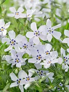 Phlox subulata