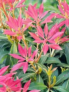 Pieris - Rotsheide