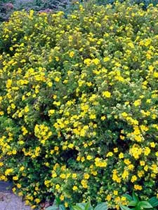 Potentilla - Ganzerik