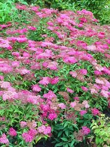 Spiraea