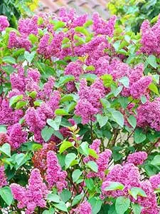 Syringa - Sering