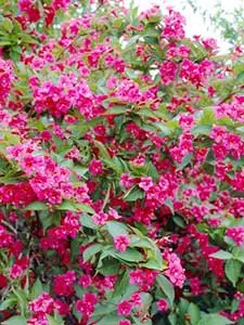 Weigela