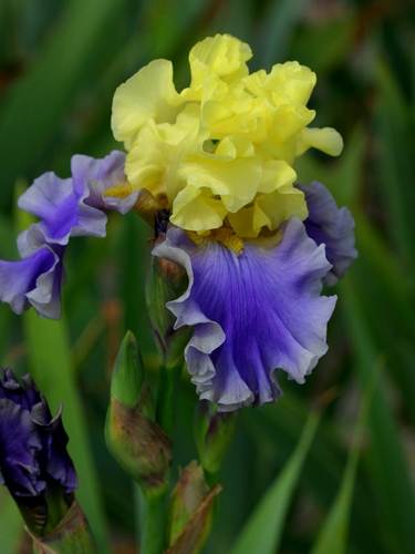 Germanica - Baard Iris