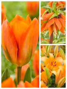 Oranje bloembollen