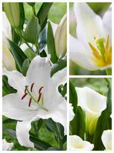 Witte bloembollen