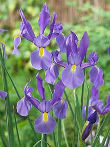 Hollandse iris
