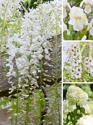 Witte tuinplanten