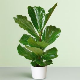 Ficus Lyrata | Vioolbladplant kopen | De Plantrekkers – De Plantrekkers