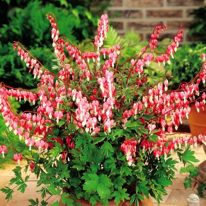 Dicentra spectabilis Rood Gebroken voordelig kopen bij