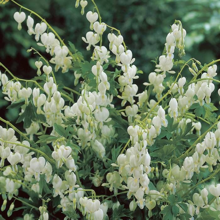 Dicentra spectabilis White P13 voordelig kopen bij