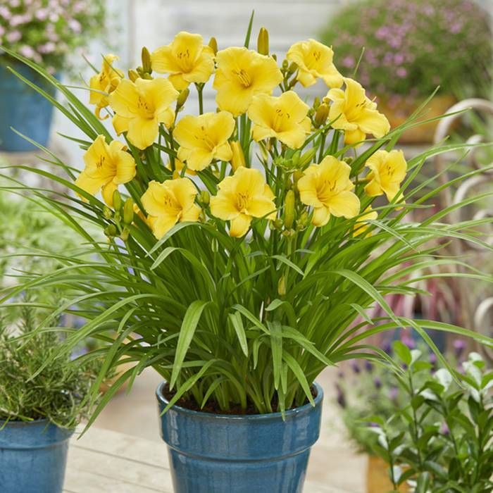 Hemerocallis EveryDaylily Gold voordelig kopen bij