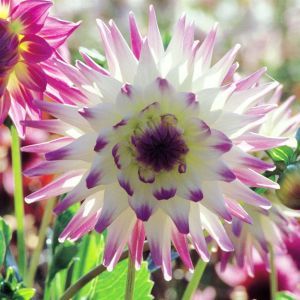 Dahlia Hayley Jane