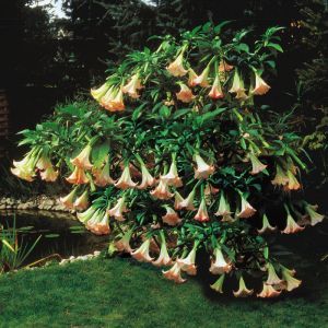 Brugmansia Roze (Engelentrompet Plant)