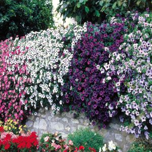 Petunia Cascadia op muur