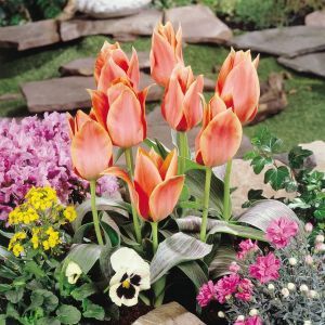 Tulip Greigii Calypso