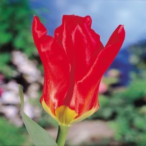 Tulip Fosteriana Mme. Lefeber