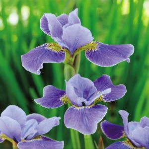 Iris sibirica Silver Edge