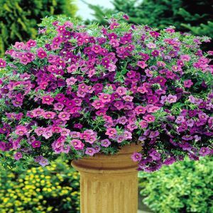 Petunia Calimor Million Bells P