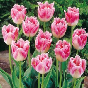 Tulip Fringed Fancy Frills B