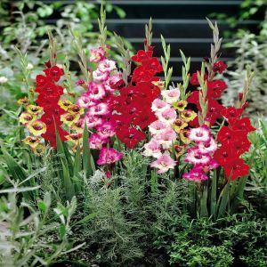 Gladioli butterfly Mix  A