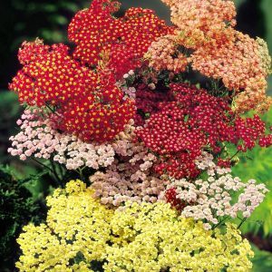 Achillea Mix