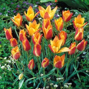 Tulpen species Clusiana Sheila x 10