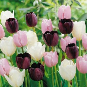 Tulpen collectie in 3 kleuren x 30