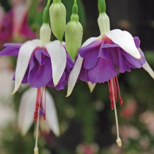 Fuchsia Blue Angel