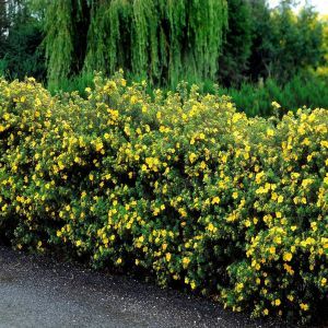 Potentilla Fructicosa
