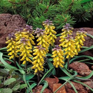 Muscari Golden Fragrance