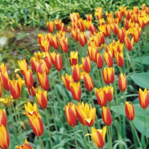 Tulip Species Clusiana var Chrysan
