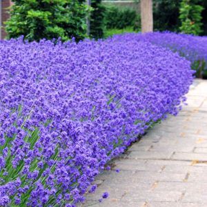 Lavendel Munstead x 5
