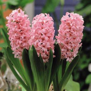 Hyacinth Pink x 5