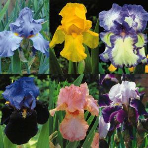 Iris Barbatus Collectie Baardirissen A