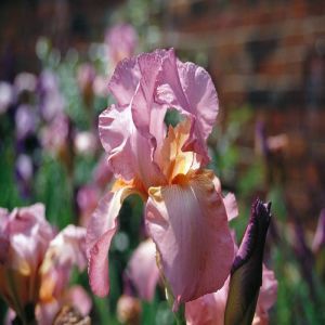 Iris germanica Lilac Rose (Baardiris)