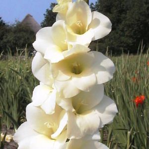 Gladiolus Wit 8/10 cm copy x 10