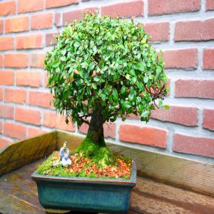 Bonsai Ulmus parvifolia 20cm Pot 9 jaar